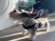 Cabinet veterinar Mosilor Lilith Vet