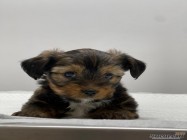 Cabinet veterinar Mosilor Lilith Vet