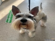 Cabinet veterinar Mosilor Lilith Vet