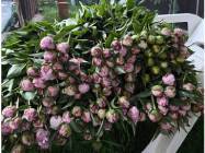 Ultraviolet Floral Design