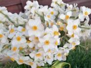 Florarie Ultraviolet Floral Design