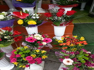 Floraria Nely Bucuresti