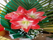 Floraria Nely Bucuresti