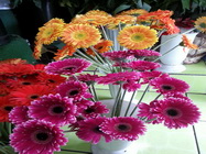 Floraria Nely Bucuresti