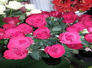 Floraria Nely Bucuresti