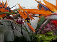 Floraria Nely Bucuresti