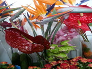 Floraria Nely Bucuresti