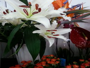 Floraria Nely Bucuresti