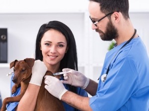 Vaccinarea cainilor