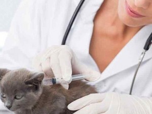Vaccinarea pisicilor