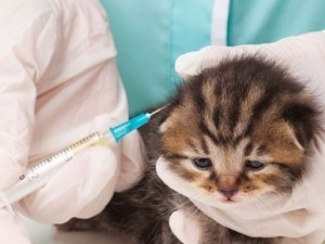 Vaccinarea pisicilor