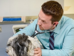 Cardiologie veterinara