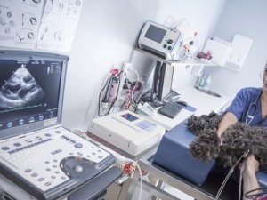 Cardiologie veterinara