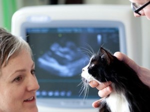 Cardiologie veterinara