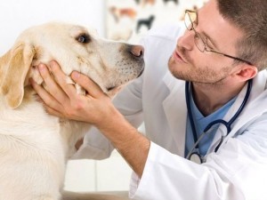 Cardiologie veterinara